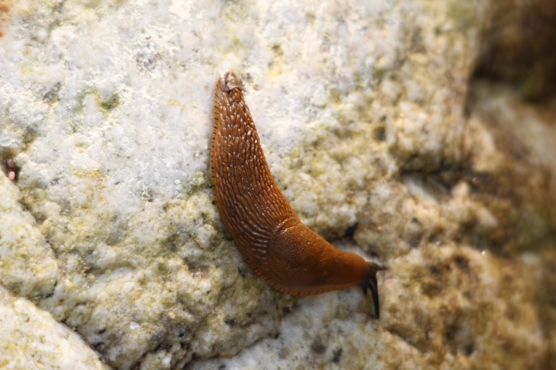 Limax maximus annegato... anzi no!